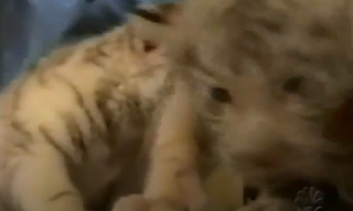 White Tiger Cub
