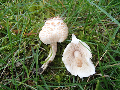 Czubajeczka cuchnąca - Lepiota cristata