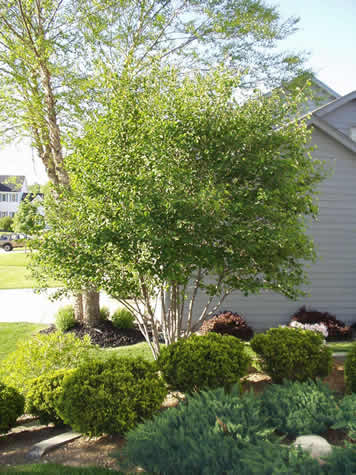 Autumn Billiance Serviceberry4