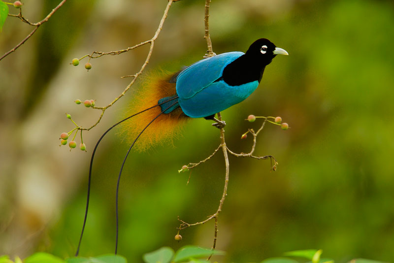 Wallpapers Of Birds Of Paradise. Red Bird of paradise