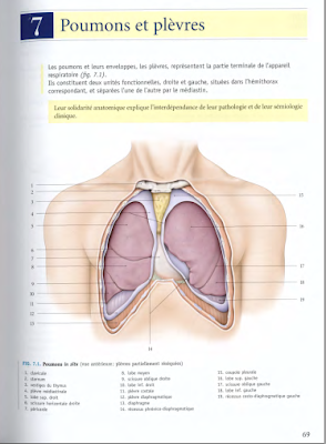 Télécharger Livre Gratuit ANATOMIE - Thorax - Poumons et plèvres pdf