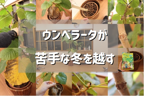 ウンベラータ冬越しの正解はこれ ウンベラータブログ ウンベラータ冬越しの正解はこれ ウンベラータブログ