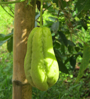 A Christophene or Cho-Cho on the vine