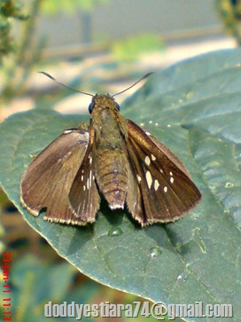 Grass-skipper Borbo cinnara 5