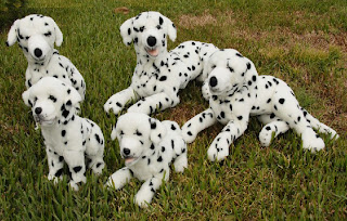 Cute Dalmatian Puppies