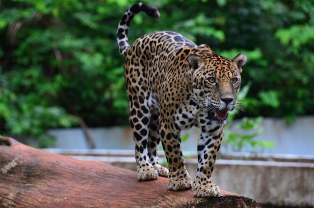 bioparque-vale-amazonia-floresta-nacional-de-carajas