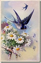 birddaisy001