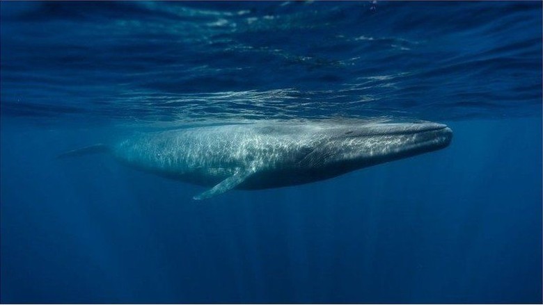 Apa Hewan Cetacea Terbesar?