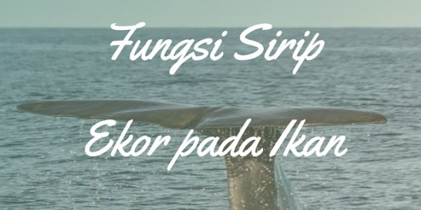 3+ Fungsi Sirip Ekor pada Ikan