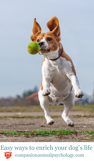 Easy ways to entertain your dog including food toys, walks and fetch