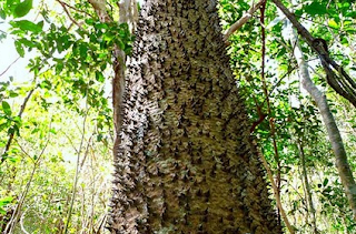 Batang Pohon Dinamit 