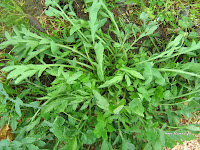 Papaver+rhoeas Plant Τα άγρια φαγώσιμα χόρτα της Ελλάδας!