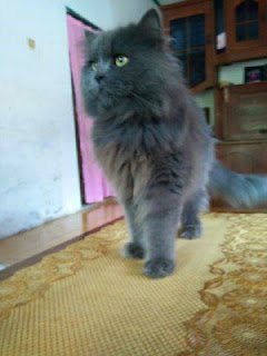 kucing persia peaknose extreme longhair