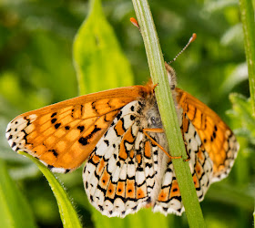 Glanville Fritillary, Melitaea cinxia.  Male.  Hutchinson's Bank, 24 May 2016.