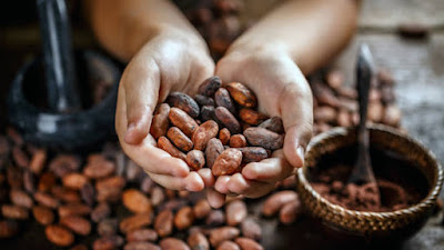 rahasia-sukses-petani-kakao-saat-harga-biji-meningkat-drastis