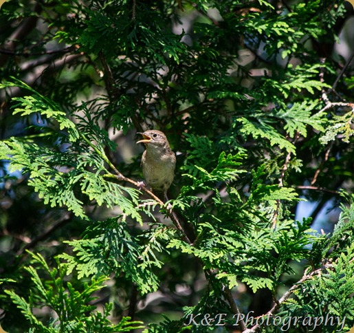 Spring 2013 (5 of 5)