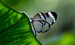 Mariposa espejito - Beautiful butterfly