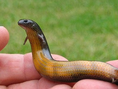 Unusual Snake With Foot Discovered Seen On  www.coolpicturegallery.us