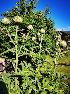 How to prepare and cook Globe Artichokes