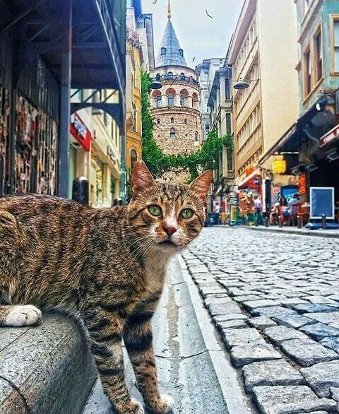 القطط في إسطنبول
