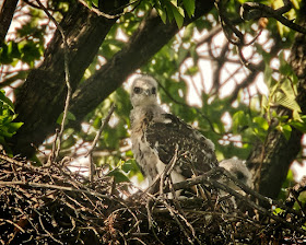 Tompkins Square red-tailed hawk nestling