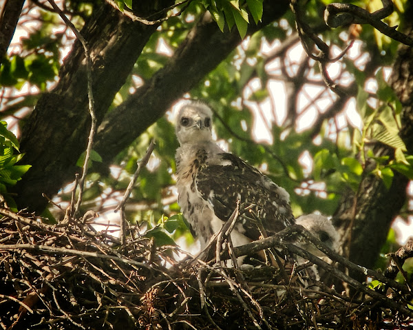 Tompkins Square red-tailed hawk nestling