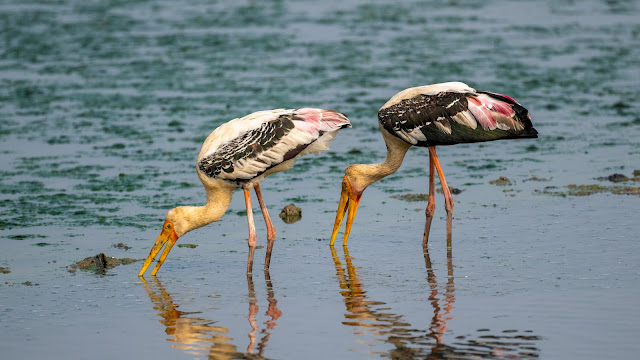 Painted Stork