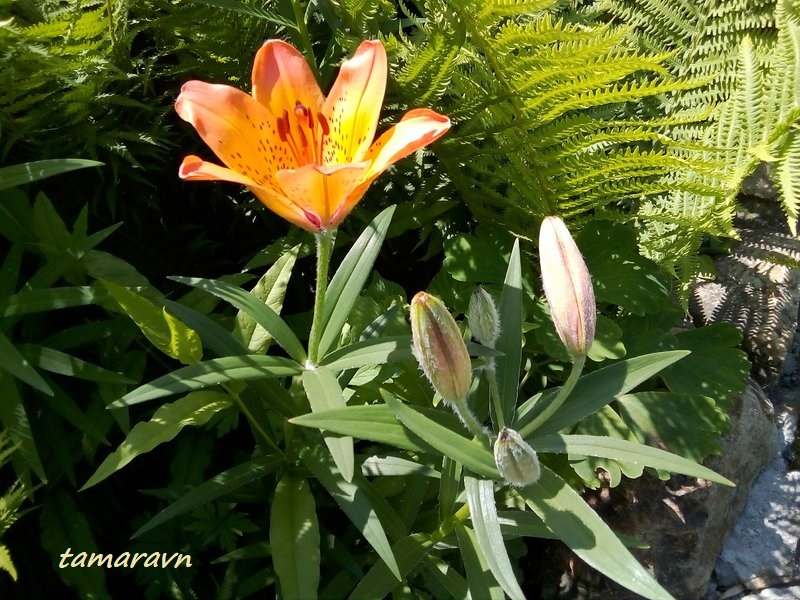 Лилия пенсильванская / Лилия даурская (Lilium pensylvanicum, =Lilium dauricum)