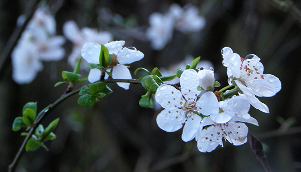 Closeup of White Plum Blossoms on Tree