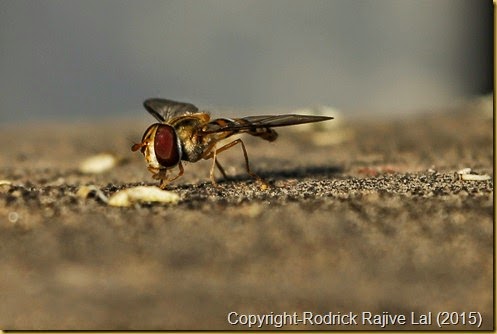 Insects