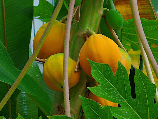 1024px-Carica_papaya_005