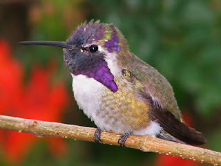 hummingbird