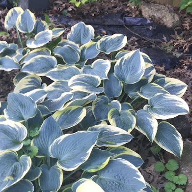 First Frost Hosta named Hosta of the Year