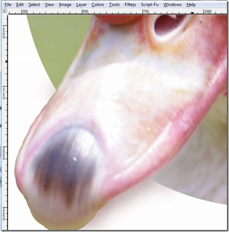 Duck Tutorial.xcf-1.0 (RGB, 10 layers) 2500x2500 – GIMP 27082011 63016 PM