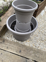 Mise en place des pots pour construire la tour de fraisiers