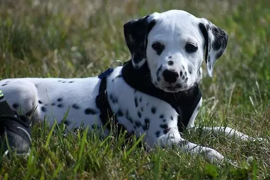 Dalmatian | Top 10 Cutest Large Dog Breedsr