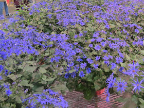 Cornflower blue Cineraria