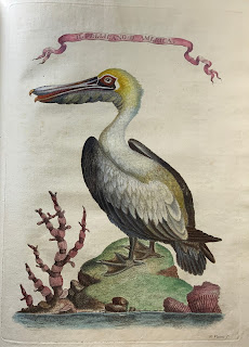 The Pelican from Il gazzettiere Americano
