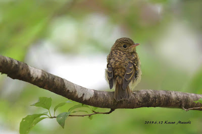 幼鳥（不明）