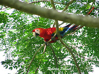 Scarlet Macaw – Costa Rica – July 4, 2011 – photo by Roberta Palmer
