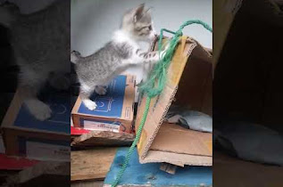 Pepper and Bonbon are having fun playing with white plastic straws #cat #athome #funnymoments #play