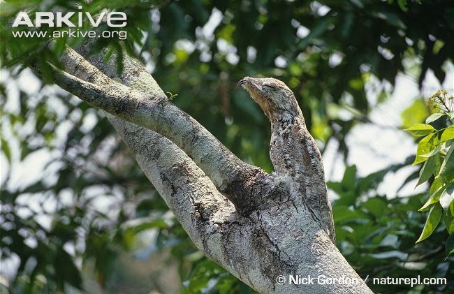 Hewan Unik Yang Ada Di Hutan Amazon