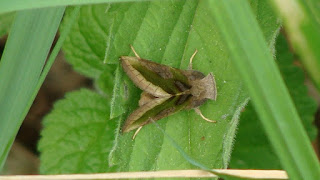 Diachrysia stenochrysis DSC54482