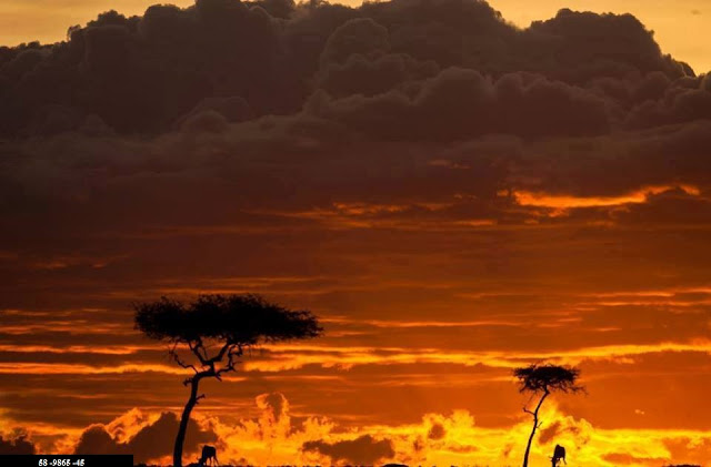 Golden African sunsets on Masai Mara!