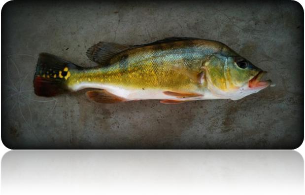 Peacock Bass caught at Jurong Lake