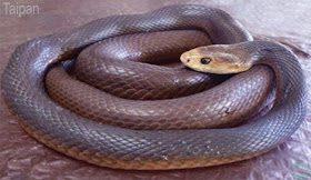Taipan snake