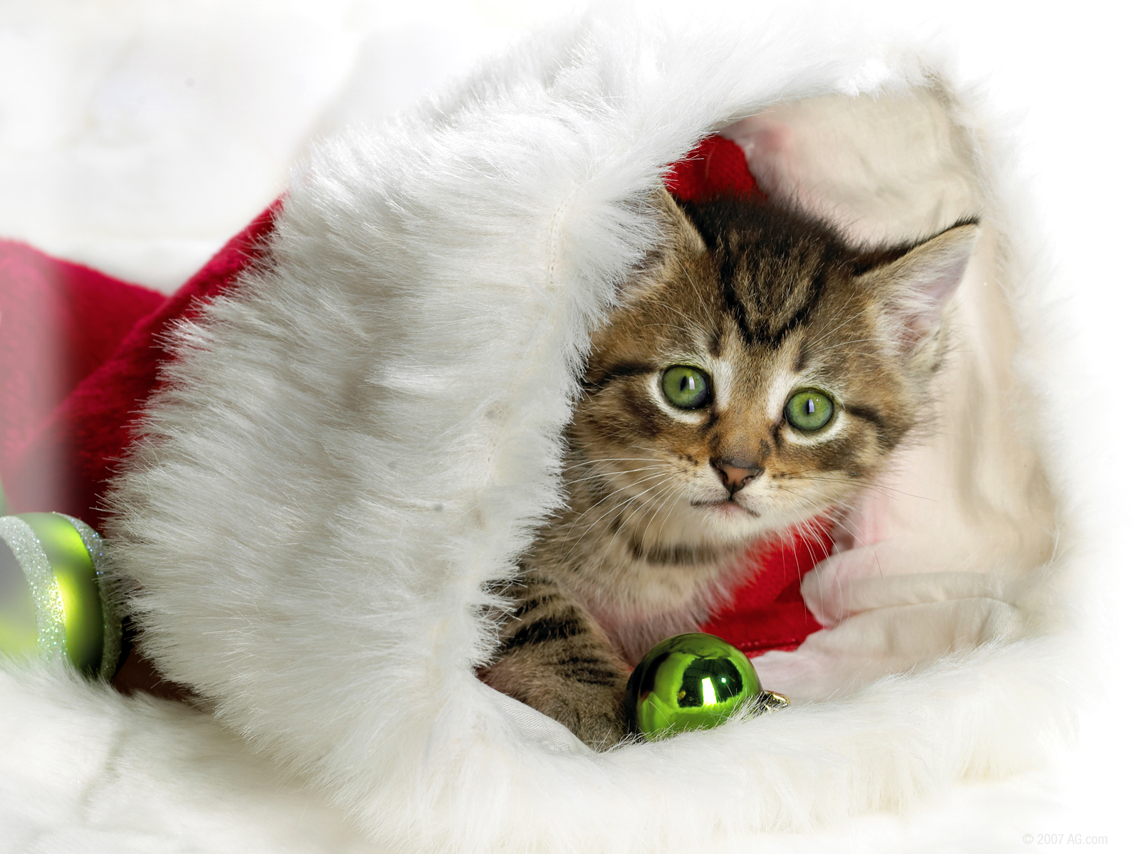 Kittens have CHristmas, too Hd Wallpaper ~ The Wallpaper Database