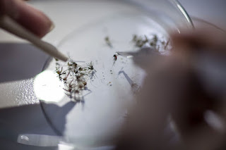 ZIKA VÍRUS - Estudo mostra como o vírus da zika se espalhou do Brasil para as Américas