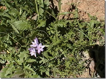 IMGA0423
