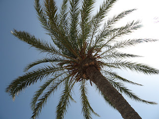 opalanie pod palmą w alicante
